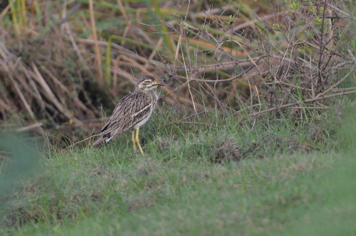 Indian Thick-knee - ML614871933