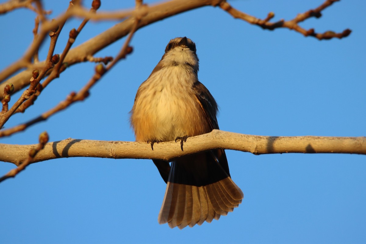 Vermilion Flycatcher - Butch Carter