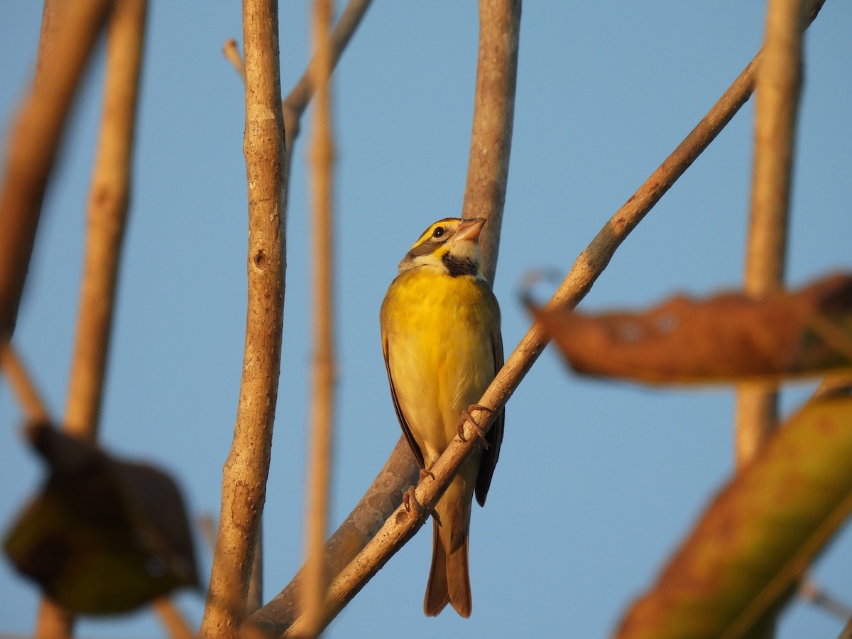 Dickcissel - Elida Valdés