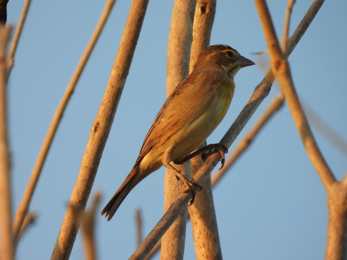 Dickcissel - Elida Valdés