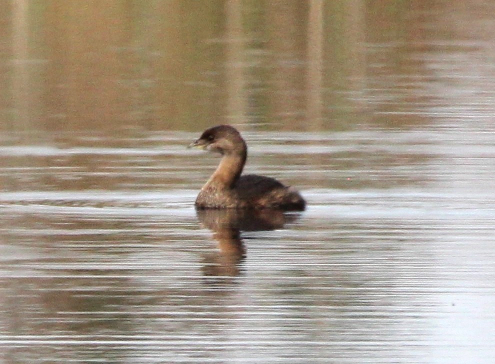 Pied-billed Grebe - ML614871971