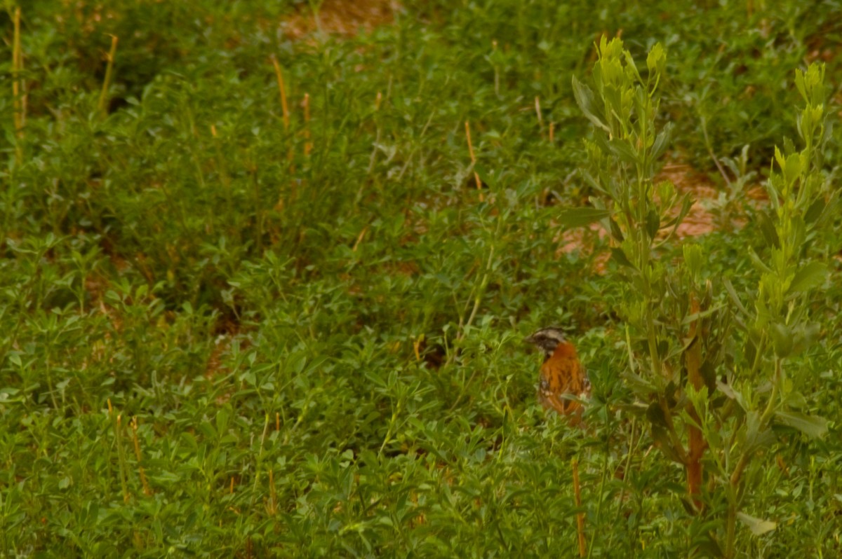 Rufous-collared Sparrow - Gabriel Sandon