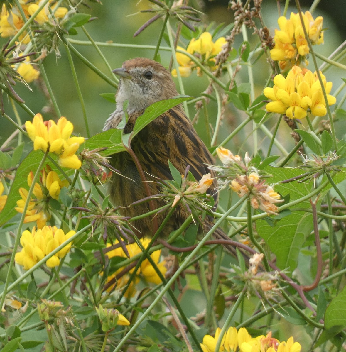 New Zealand Fernbird - Dallas Bishop