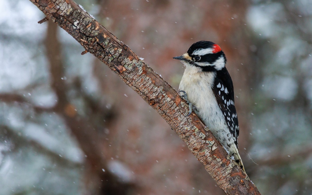 Downy Woodpecker - ML614872062