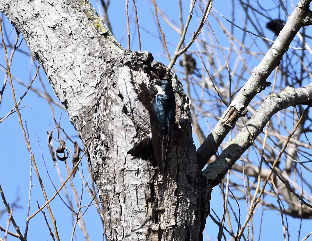 Tree Swallow - ML614872099