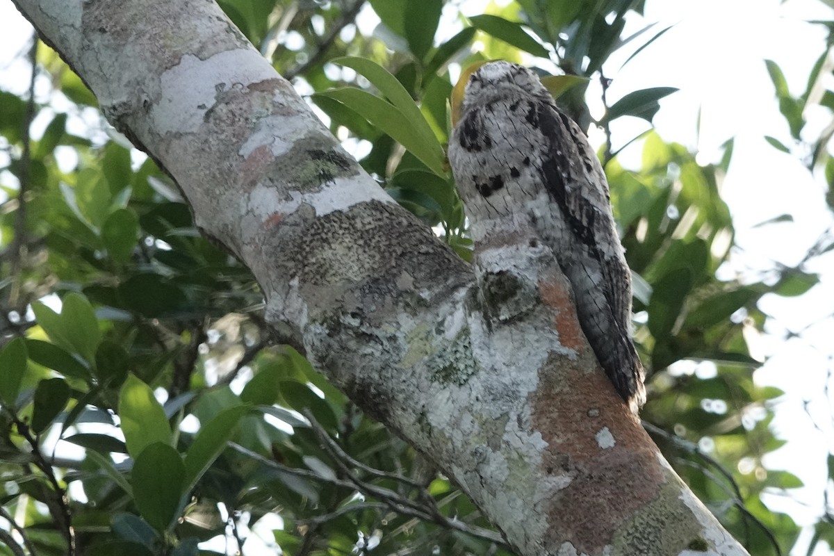 Common Potoo - ML614872104