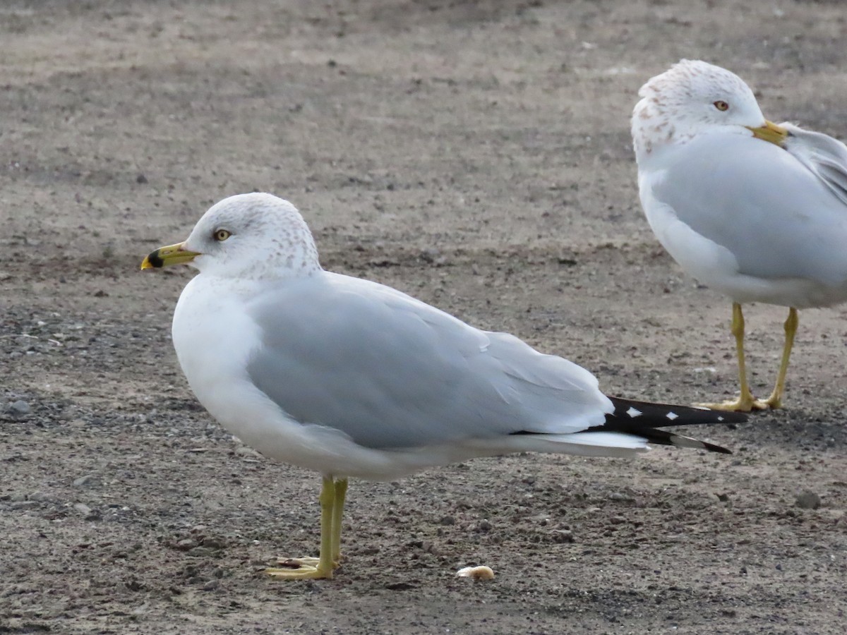 Ring-billed Gull - ML614872119