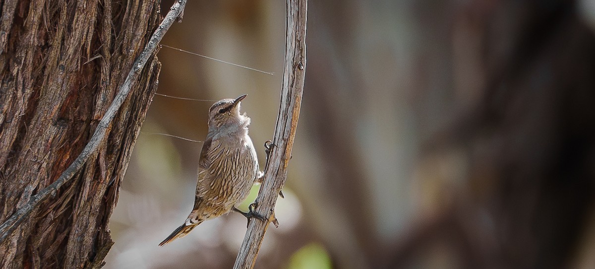 Brown Treecreeper - ML614872241