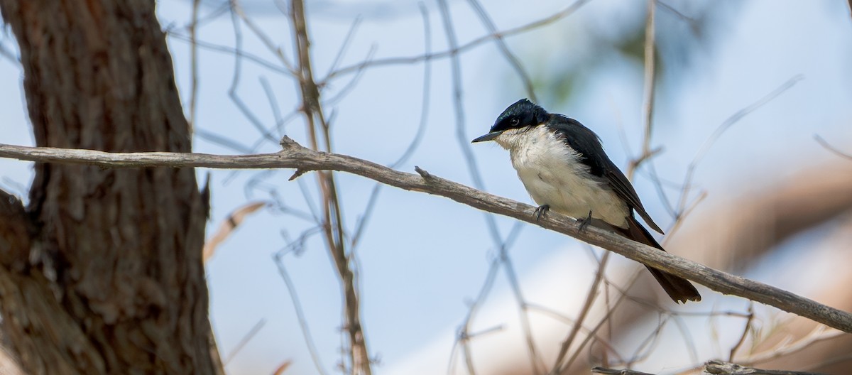 Restless Flycatcher - Ben Milbourne