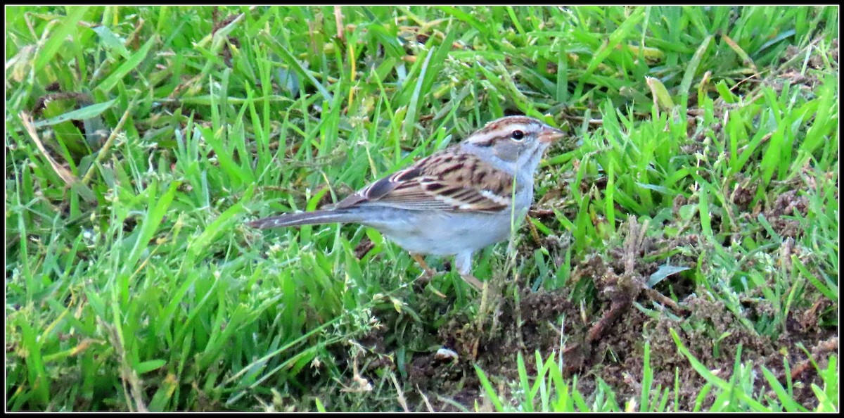 Chipping Sparrow - Peter Gordon