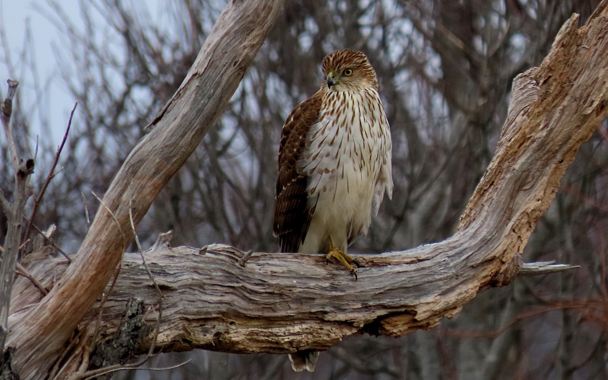 Cooper's Hawk - ML614872292