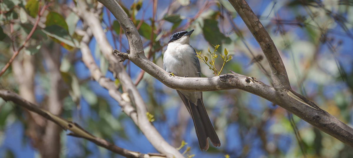 Restless Flycatcher - Ben Milbourne