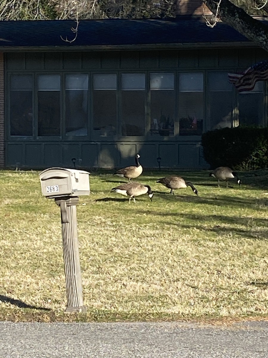 Domestic goose sp. (Domestic type) - Meredith Wilson