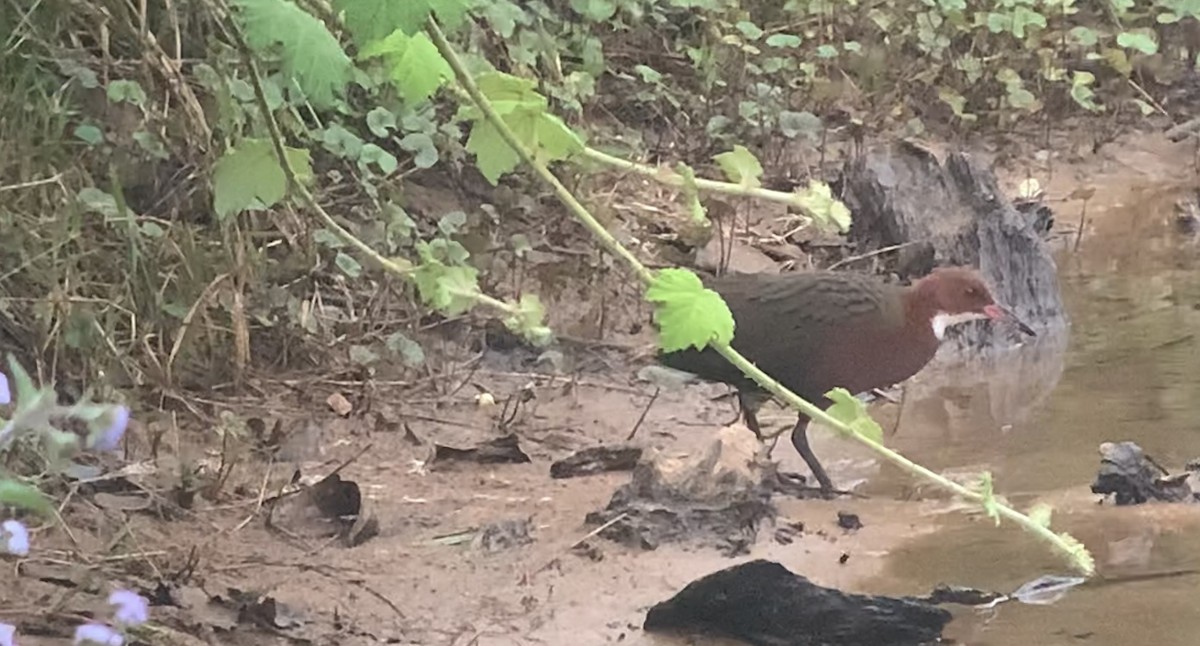 White-throated Rail - Michele Burnat