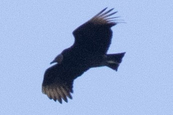 Black Vulture - ML614872459
