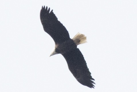 Bald Eagle - ML614872483