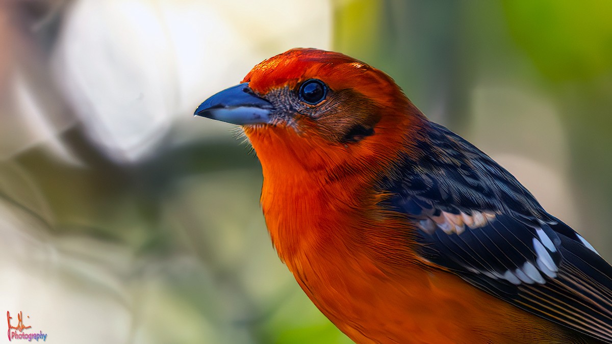 Flame-colored Tanager - ML614872561