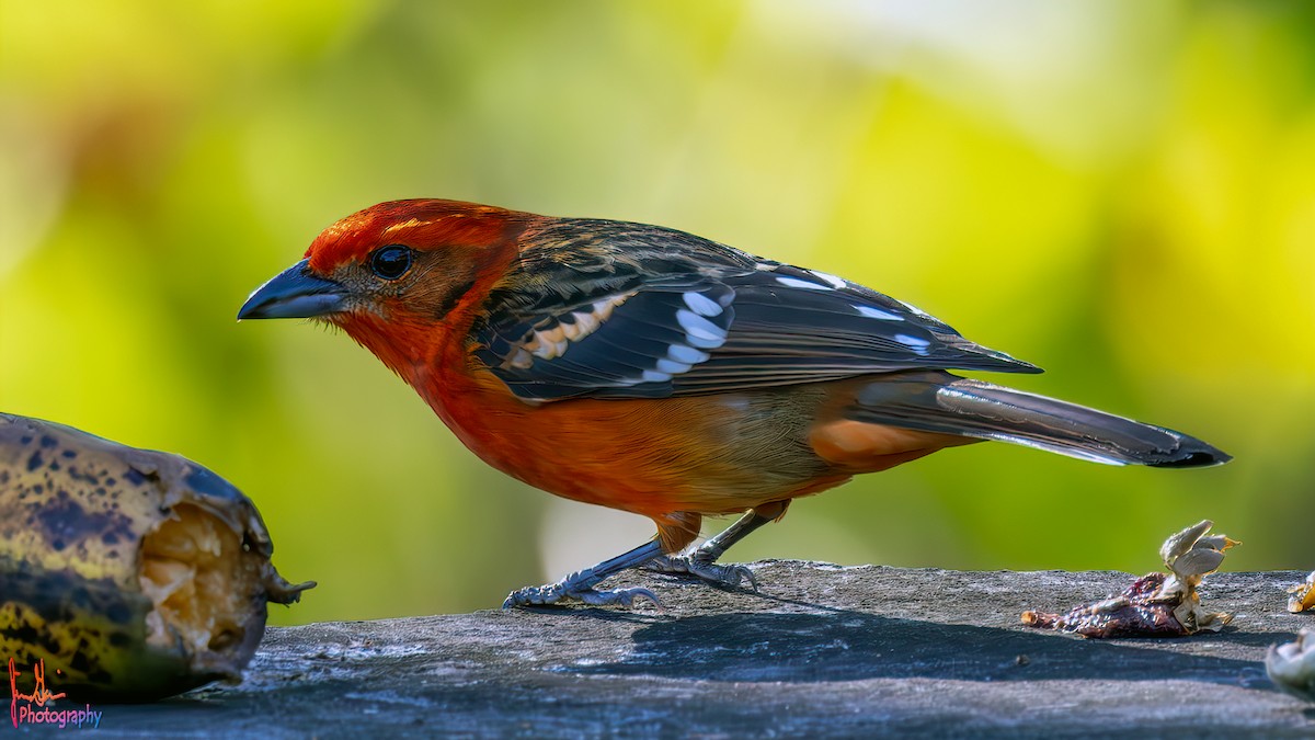 Flame-colored Tanager - ML614872562