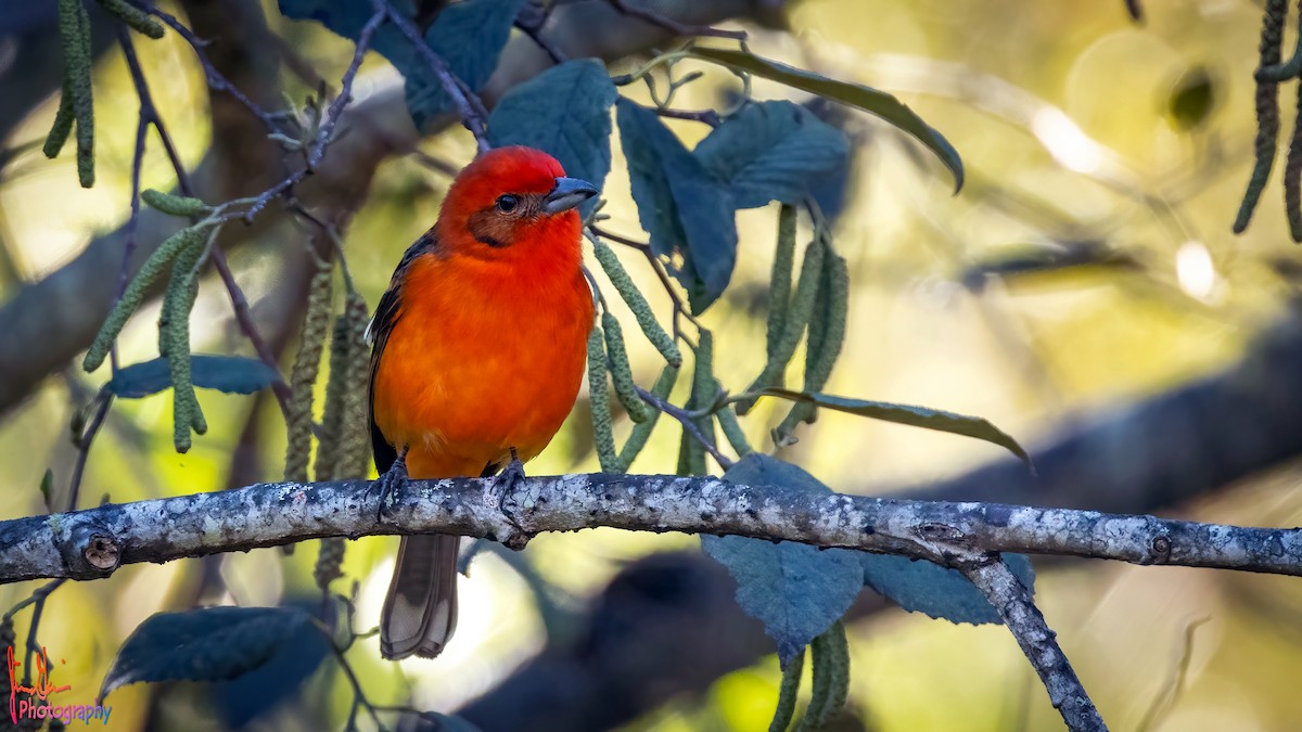 Flame-colored Tanager - ML614872563