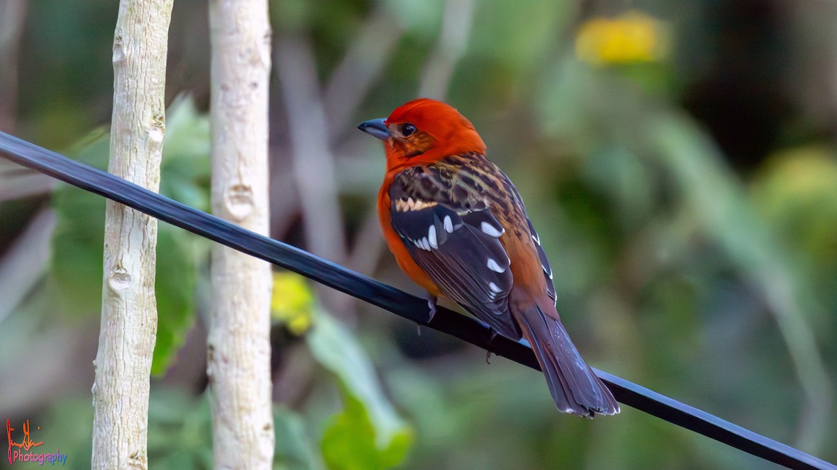 Flame-colored Tanager - ML614872564