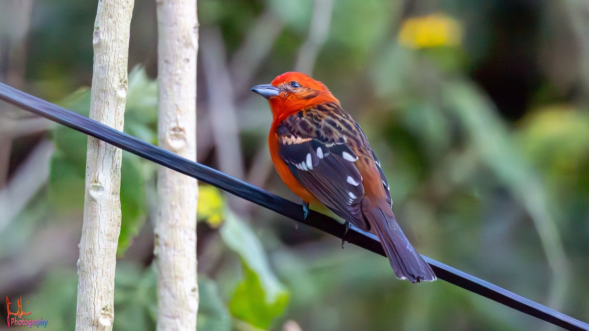 Flame-colored Tanager - ML614872565