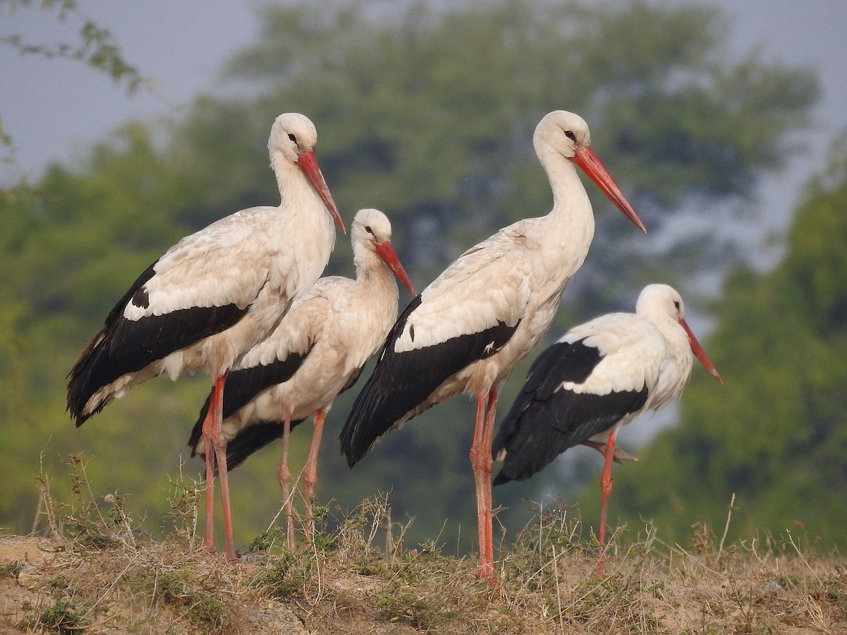 White Stork - Tayab Alvani