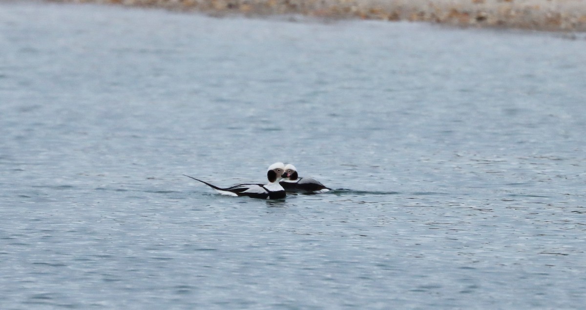 Long-tailed Duck - ML614872594