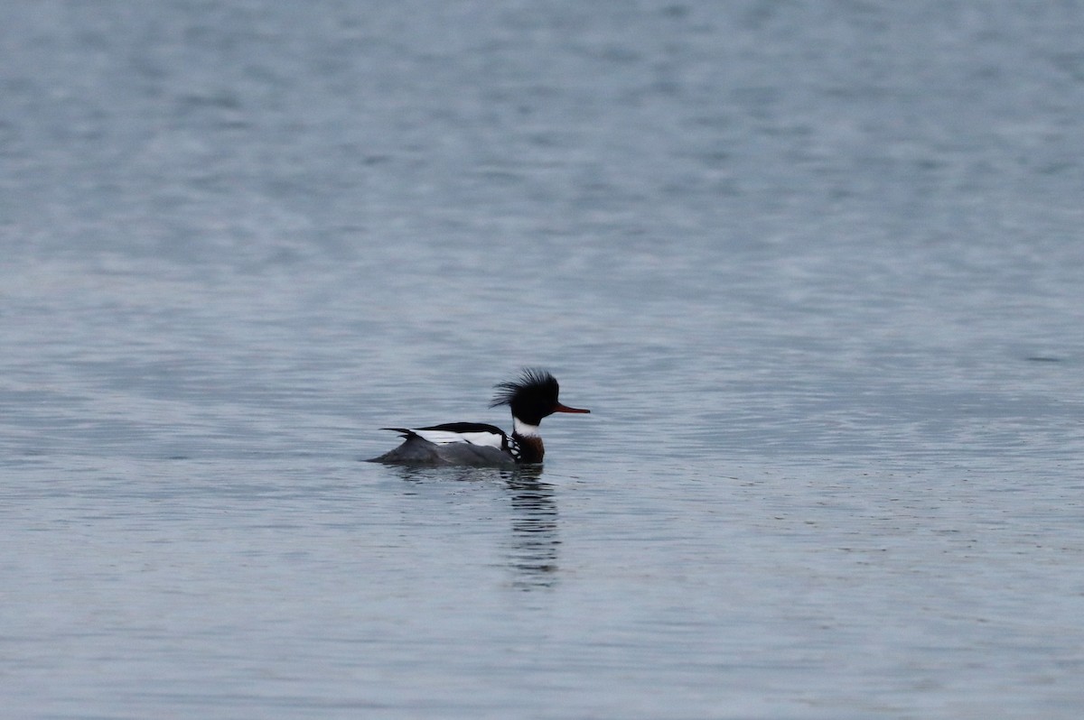 Red-breasted Merganser - ML614872630