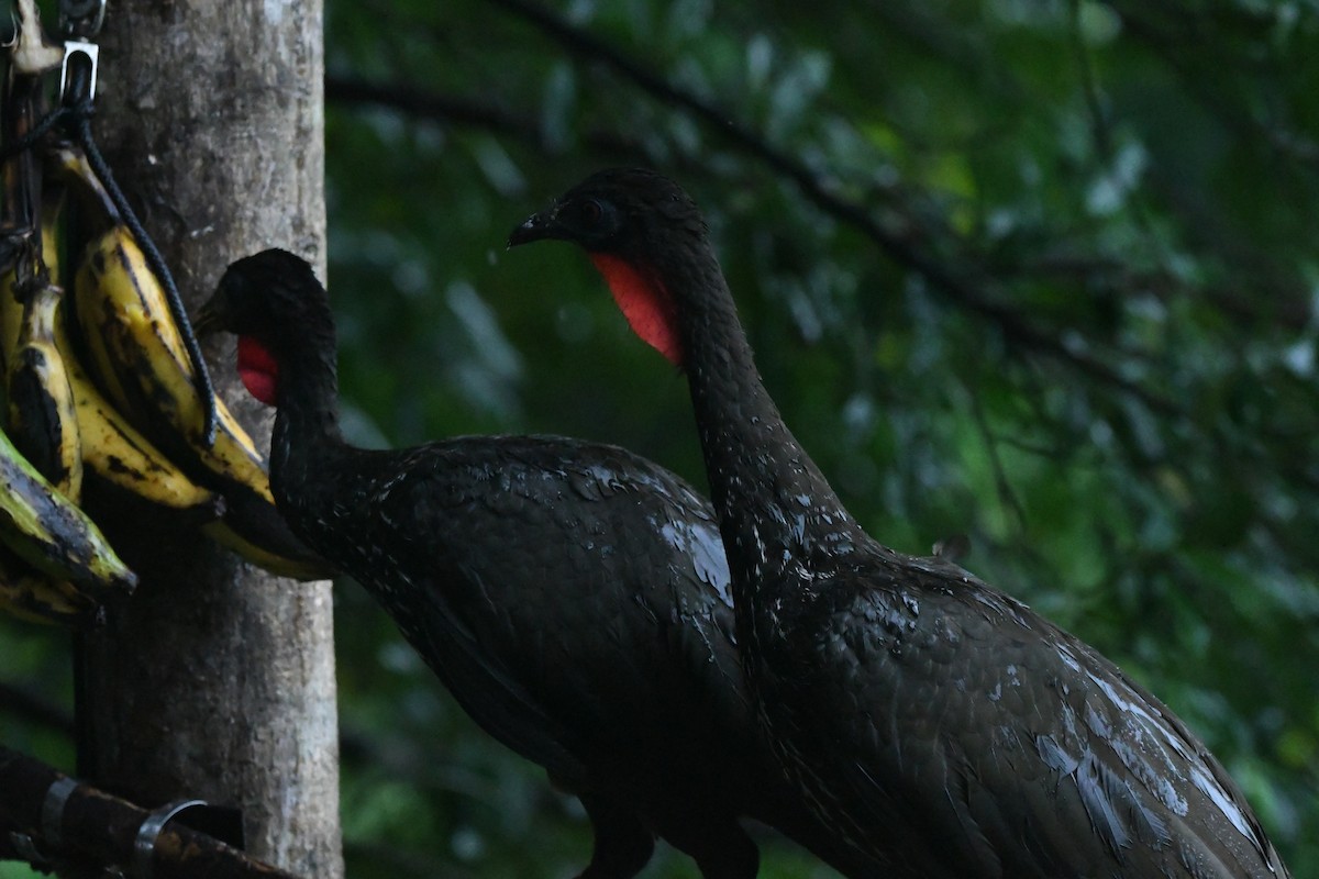 Crested Guan - ML614872631