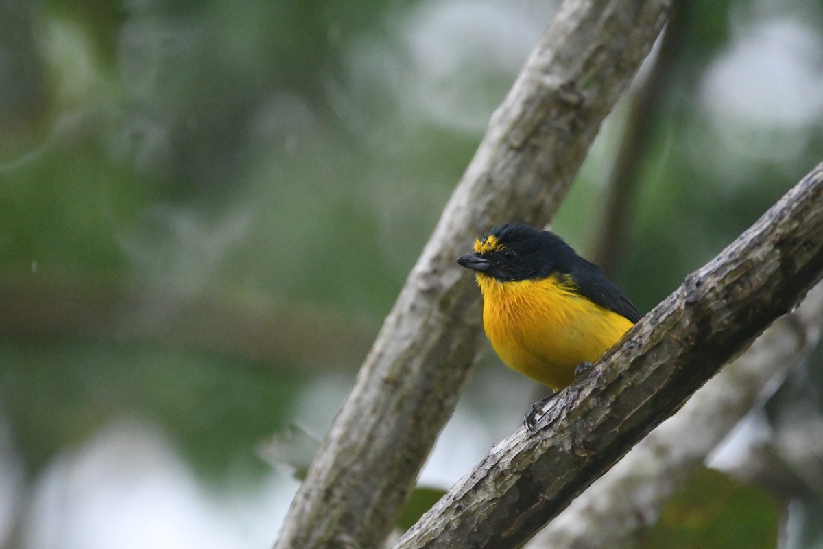 Yellow-throated Euphonia - ML614872663