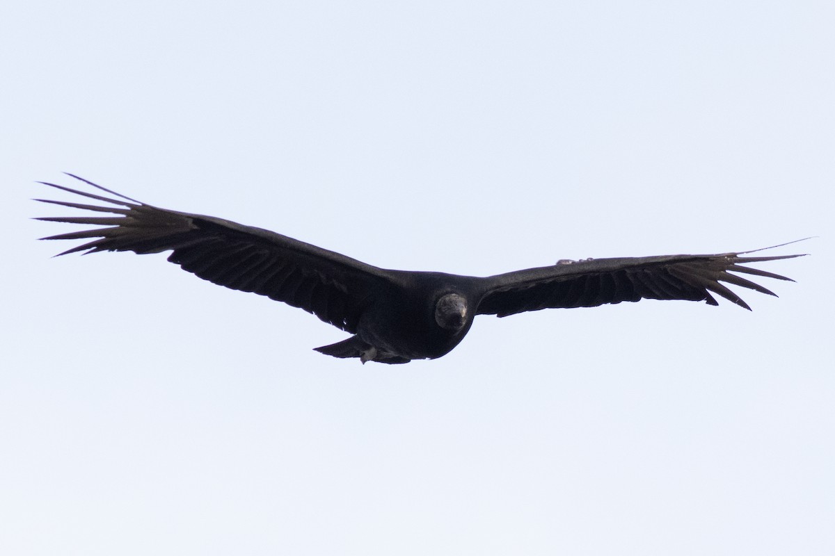 Black Vulture - ML614872670