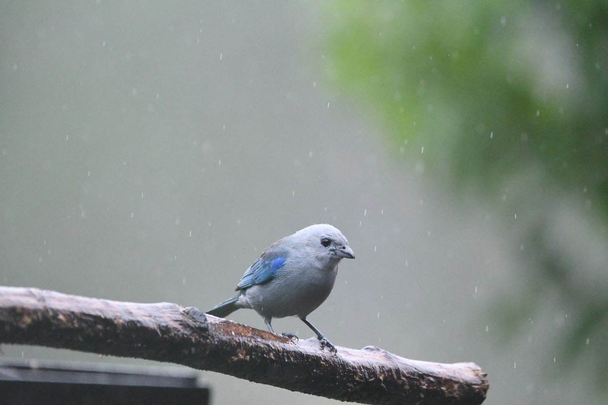 Blue-gray Tanager - Maddy Chincarini