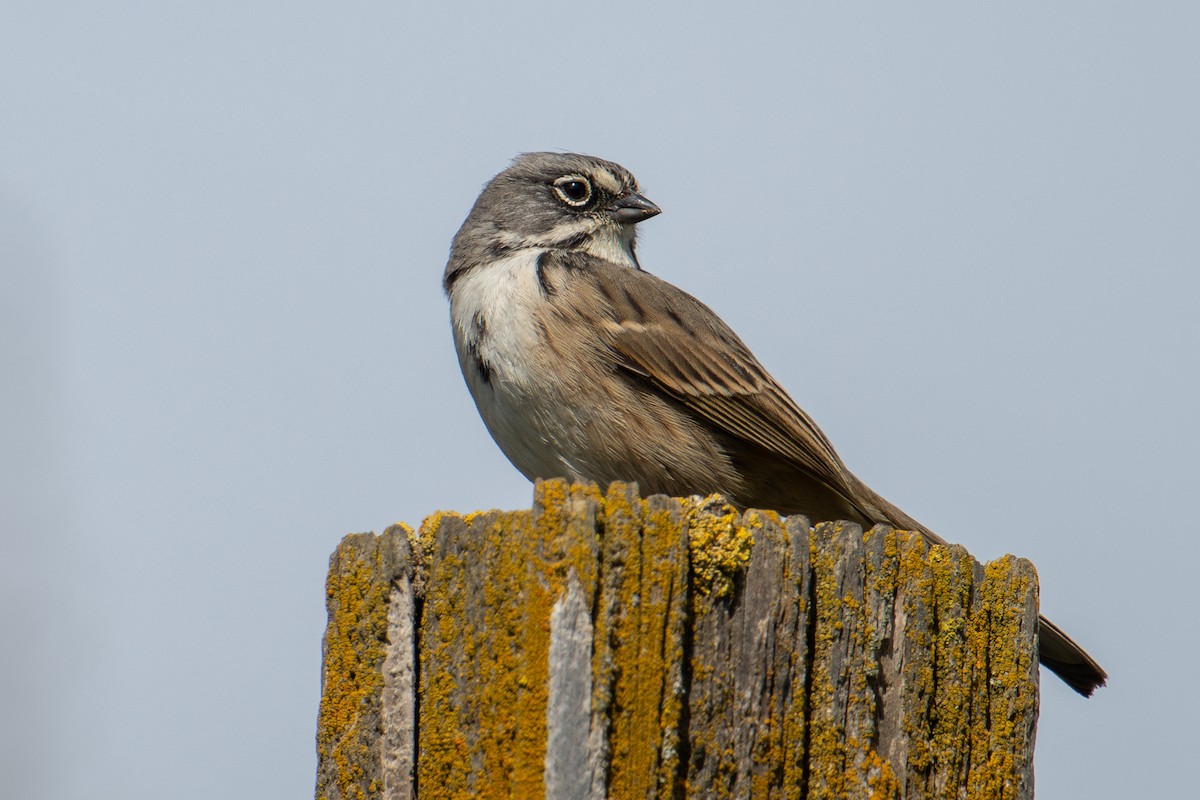 Bell's Sparrow (belli) - ML614872727