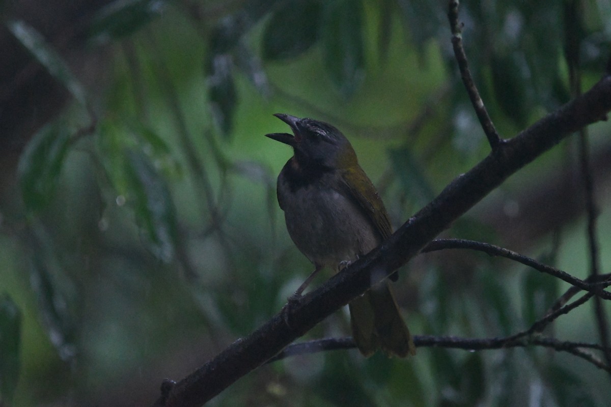 Buff-throated Saltator - ML614872737