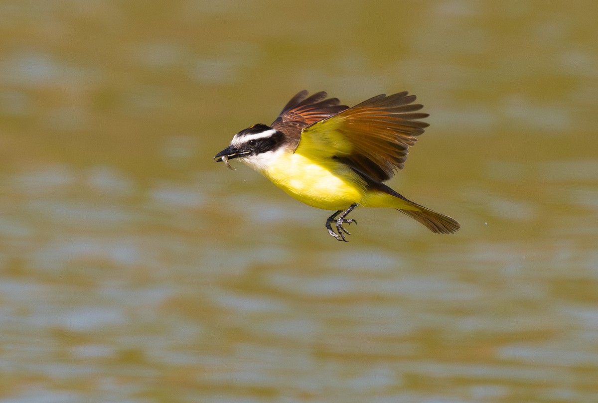 Great Kiskadee - ML614872823