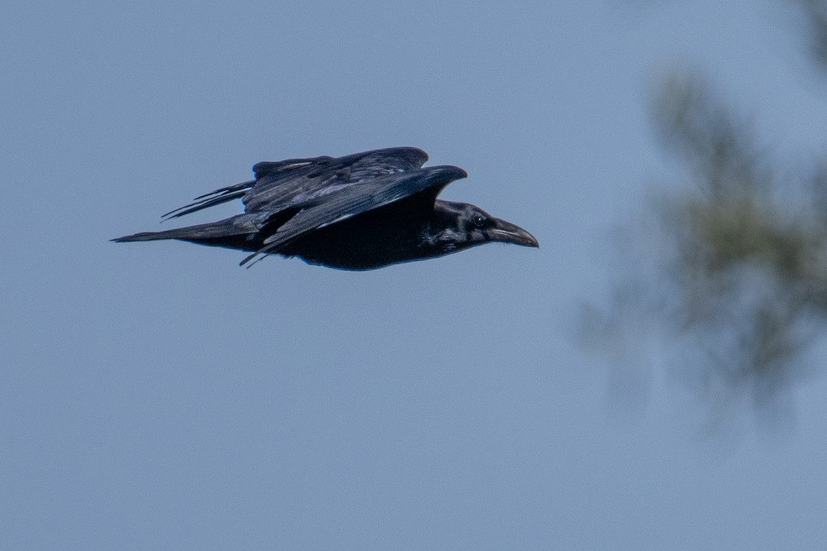 Common Raven - ML614872828