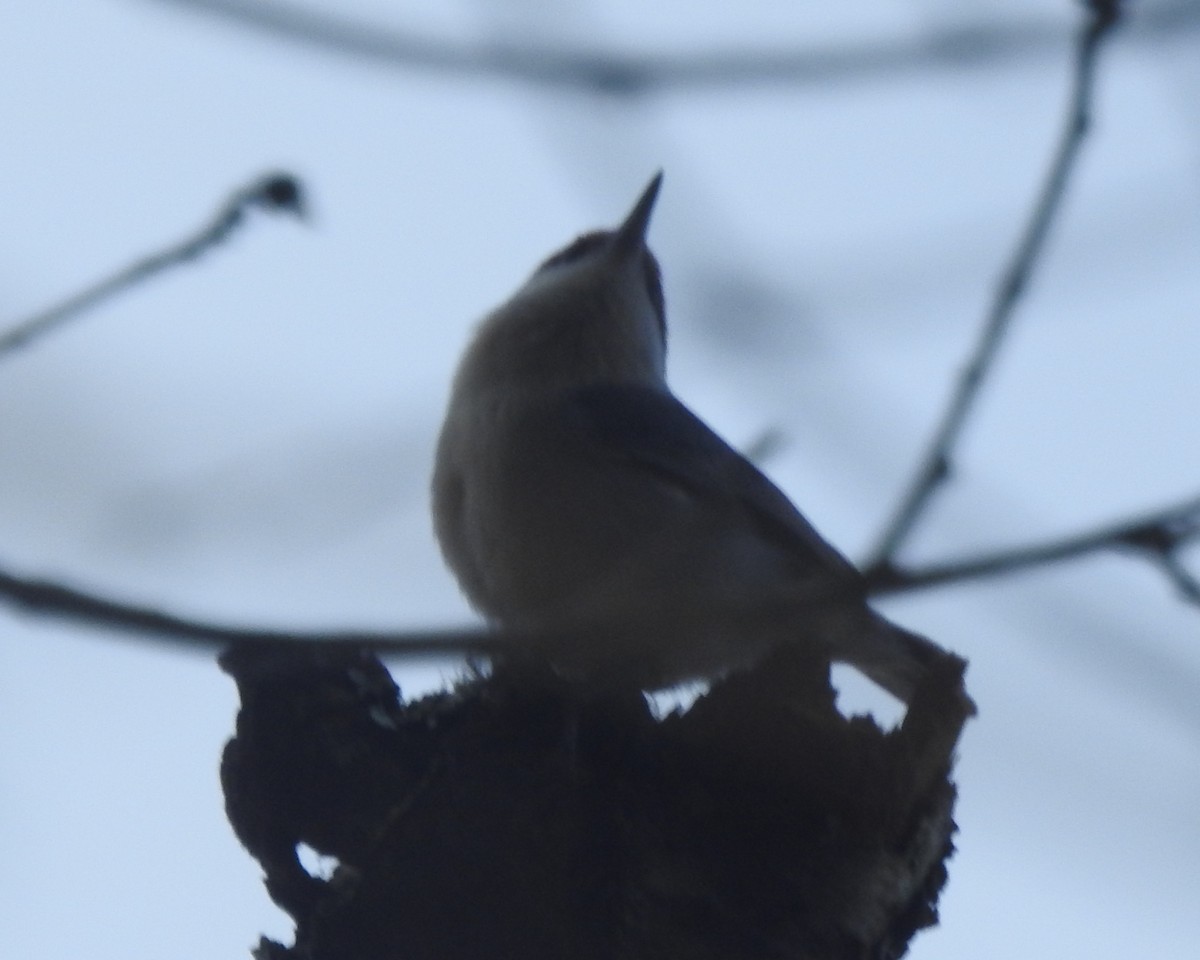 Brown-headed Nuthatch - ML614872959