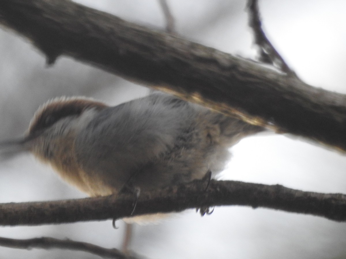 Brown-headed Nuthatch - ML614872960