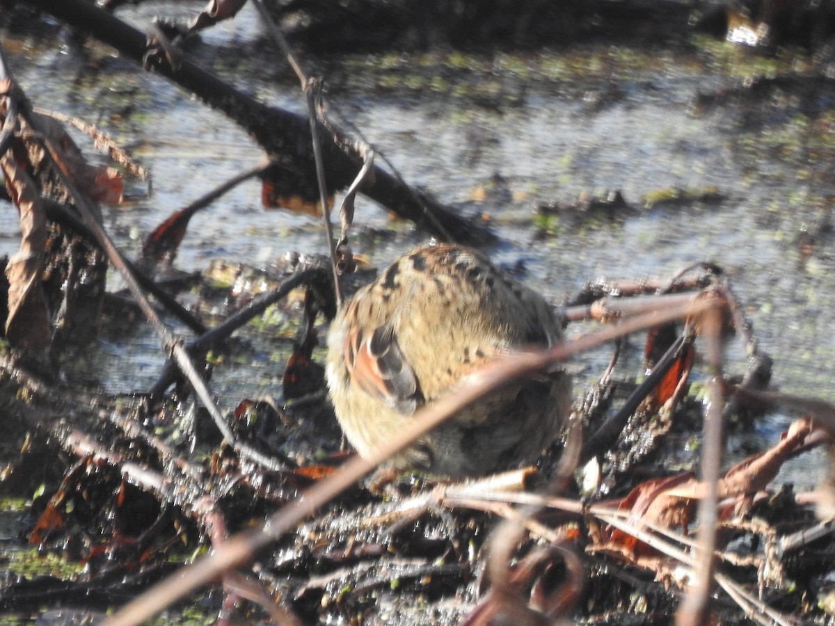 Swamp Sparrow - ML614872978