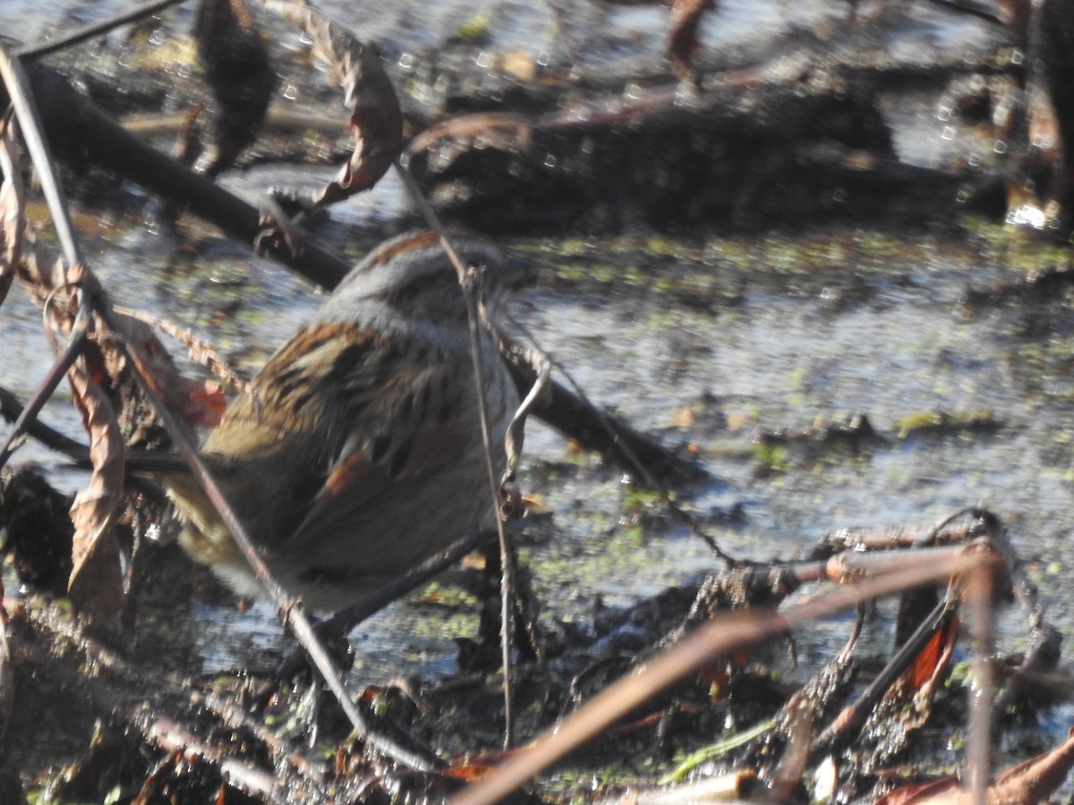 Swamp Sparrow - ML614872981