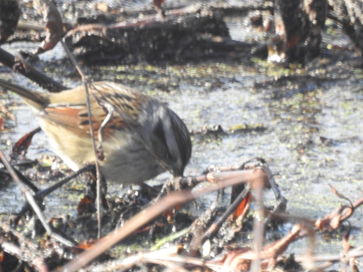 Swamp Sparrow - ML614872982