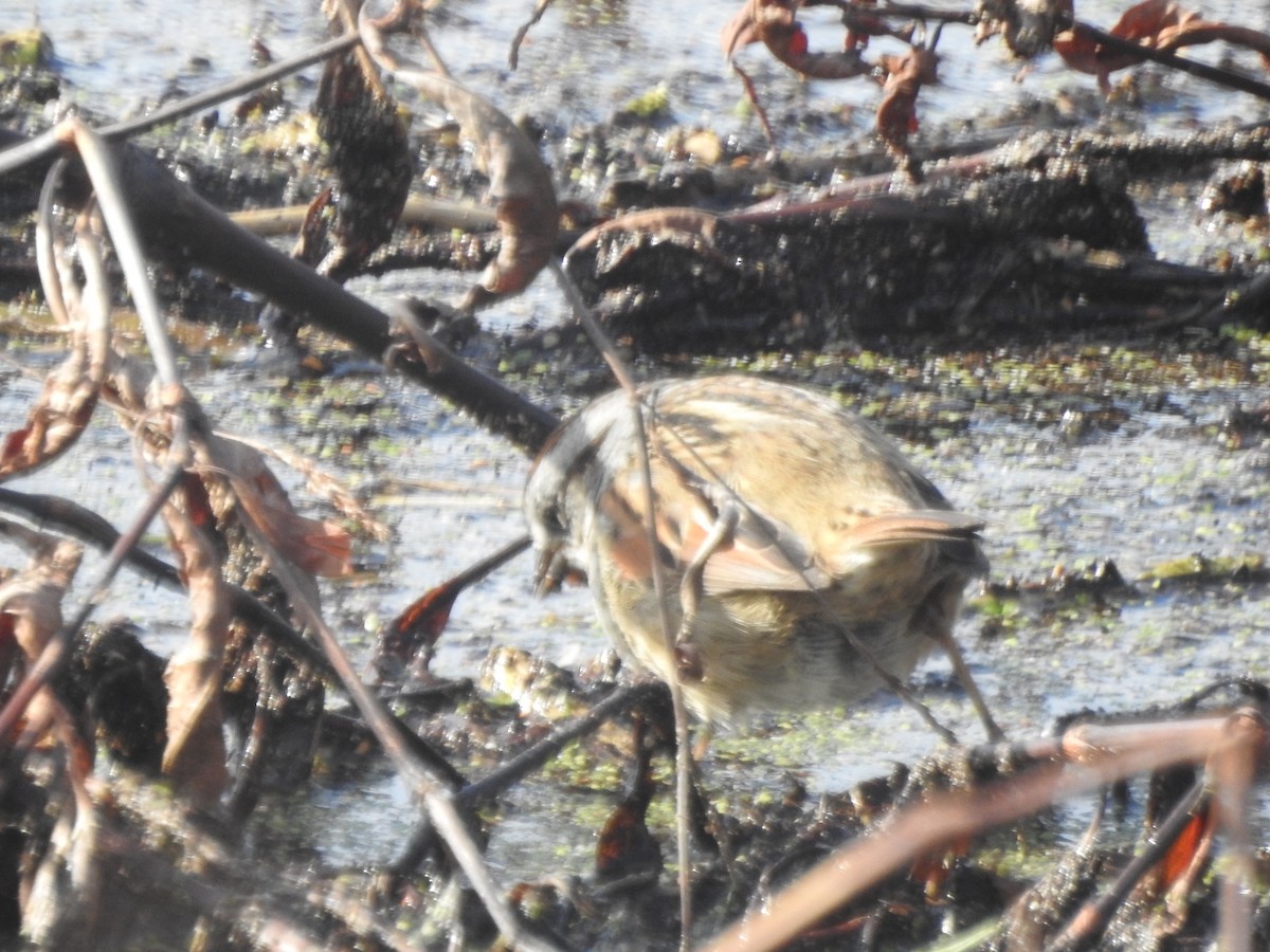 Swamp Sparrow - ML614872984