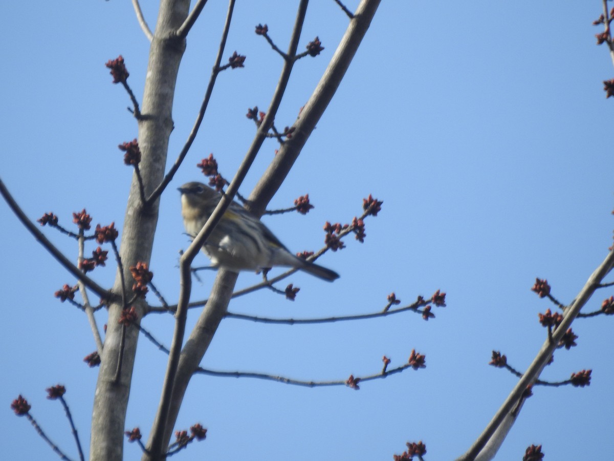 Yellow-rumped Warbler - ML614872992