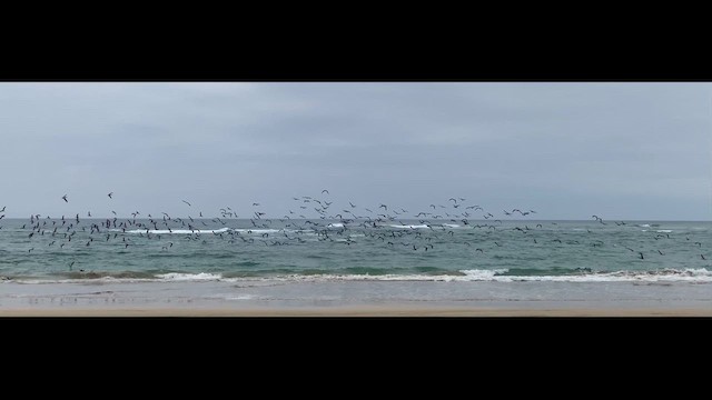 Blue-footed Booby - ML614873021