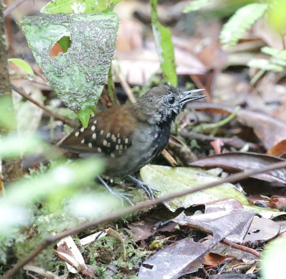 Gray-bellied Antbird - Trevor Ellery