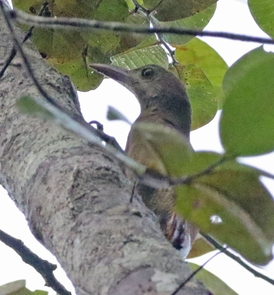 Bar-bellied Woodcreeper - ML614873033