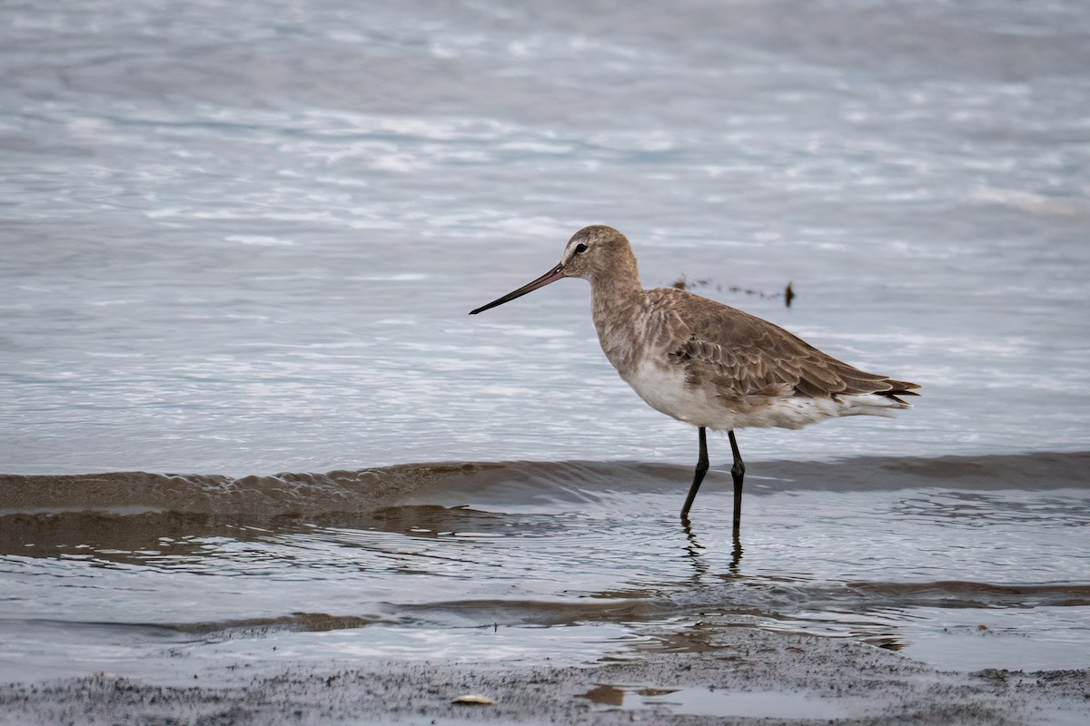 Hudsonian Godwit - ML614873046