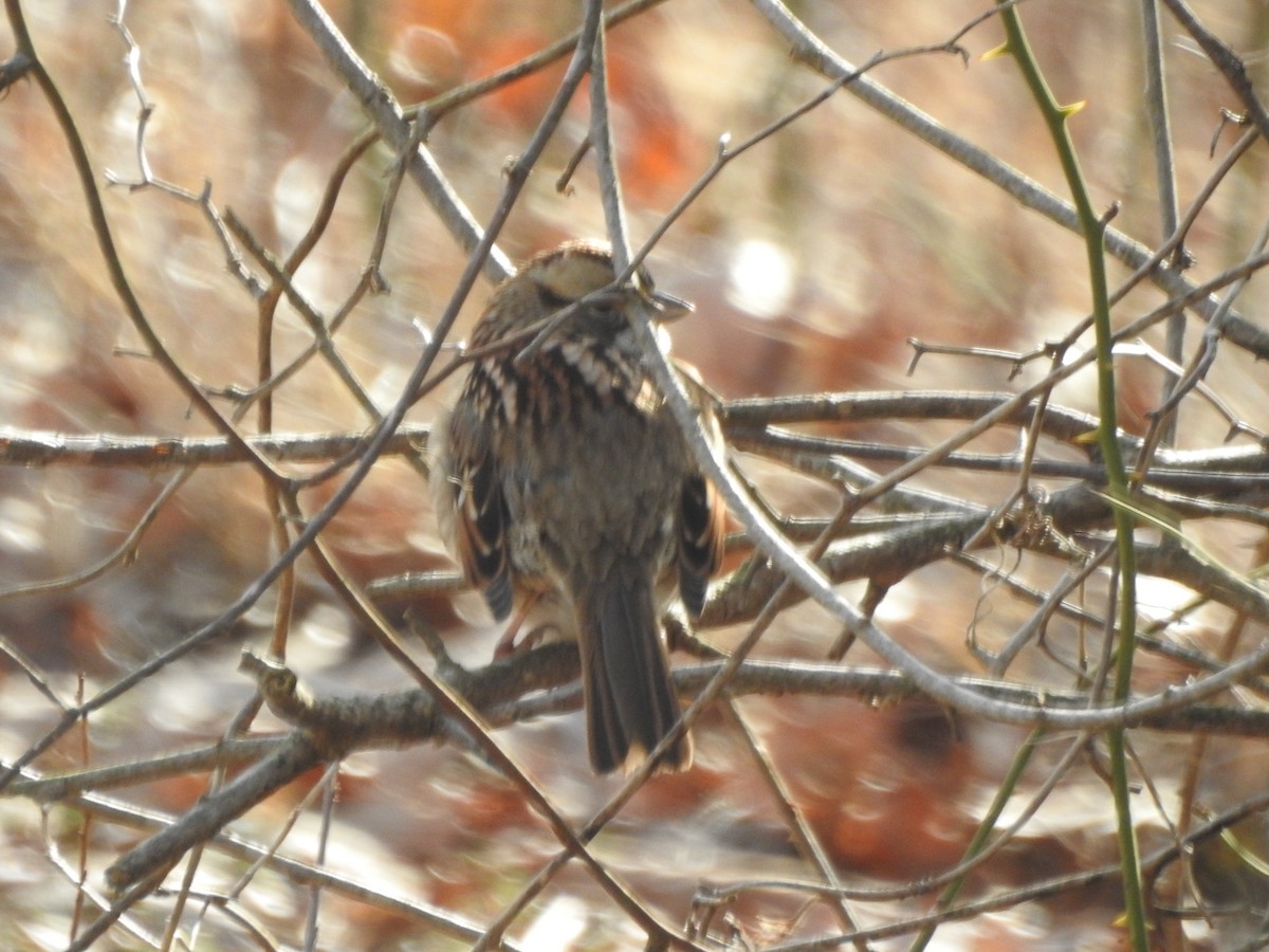 White-throated Sparrow - ML614873049