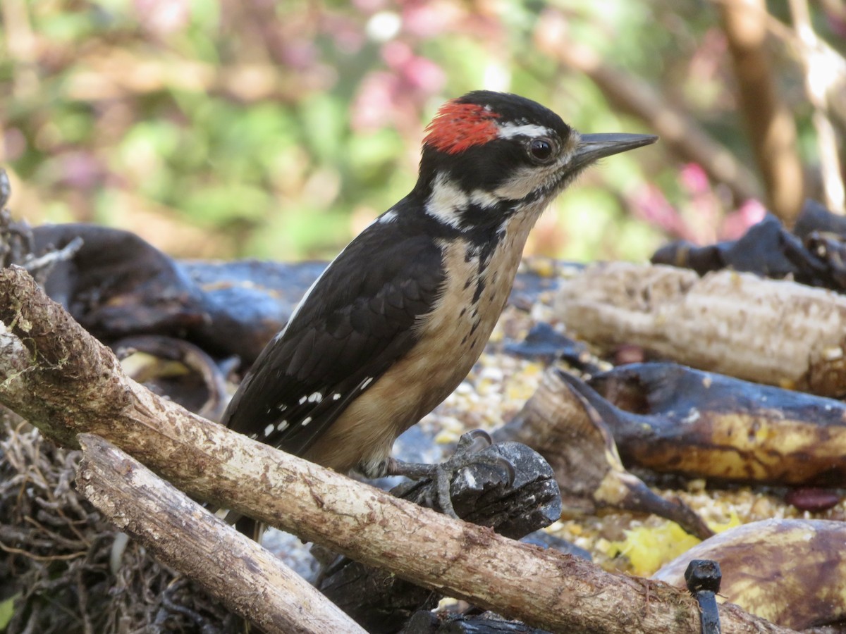 Hairy Woodpecker - ML614873054