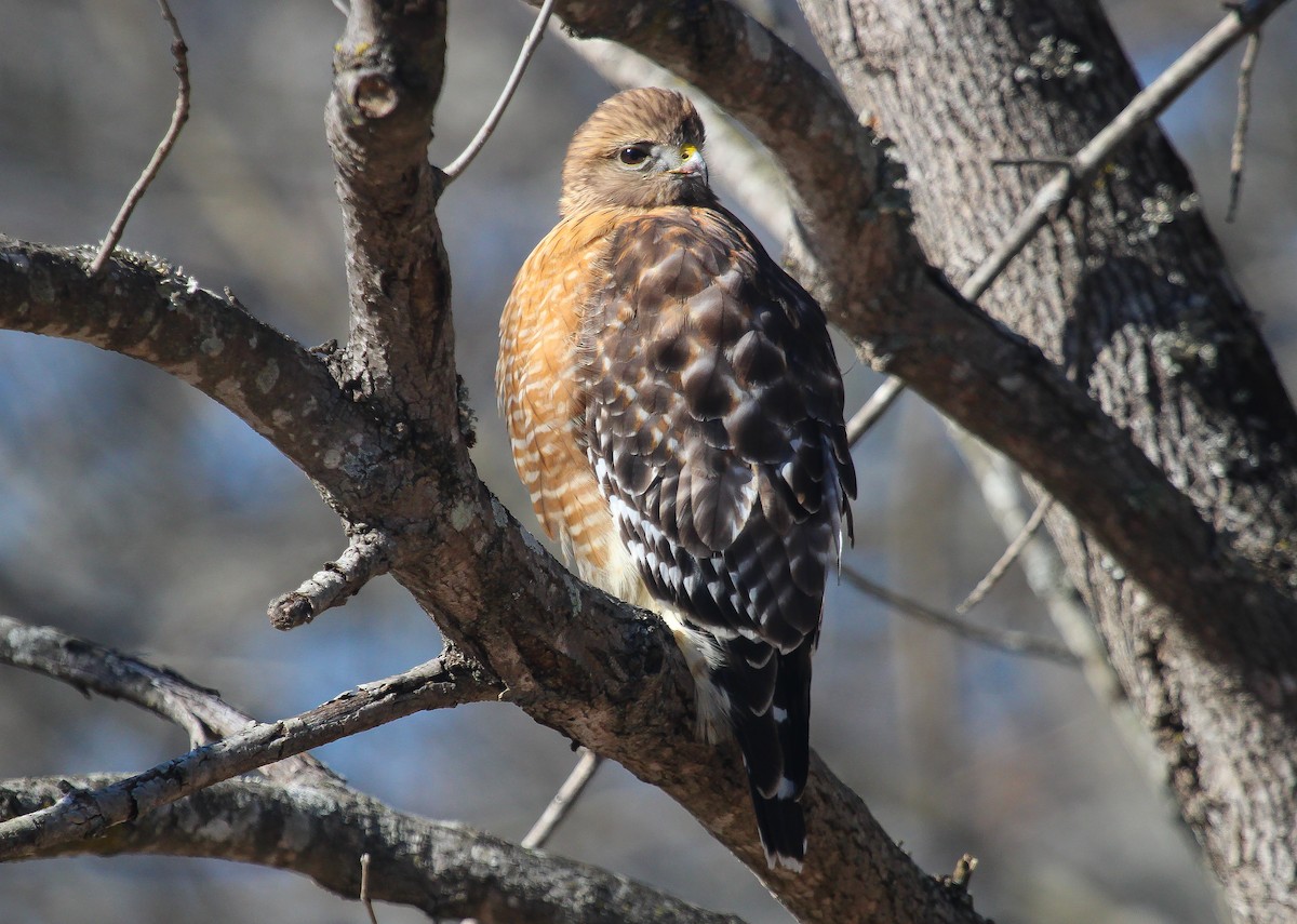 Red-shouldered Hawk - ML614873057